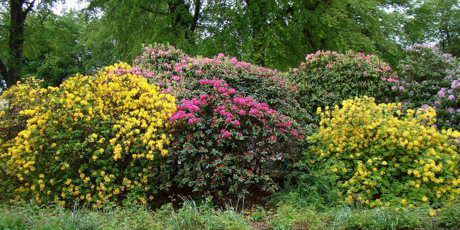 Graal-Mueritz Rhododendronpark
