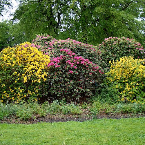 Der Rhododendronpark